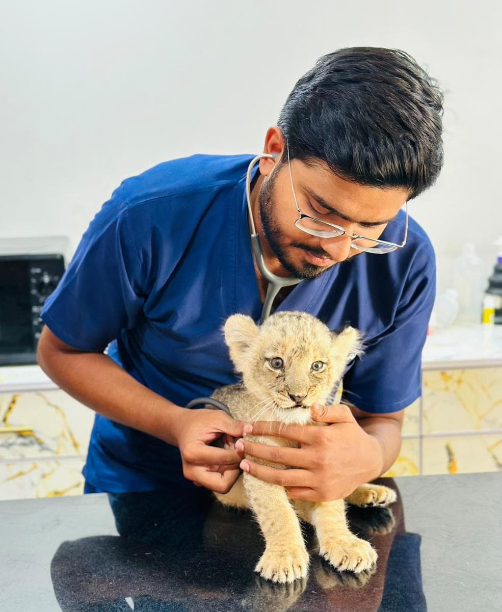 Dr. Abdul Haseeb examining a lion cub at practice