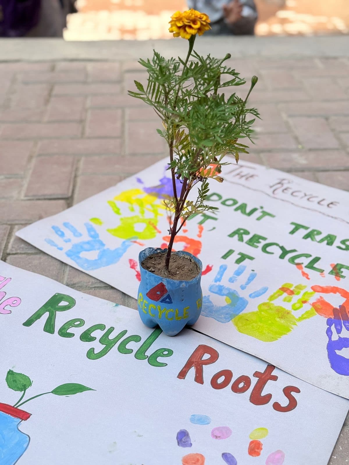 Marigold planted in a painted recycled bottle planter from The Recycle Roots school outreach